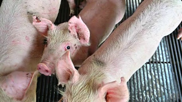 现代工业化养猪场的猪视频素材