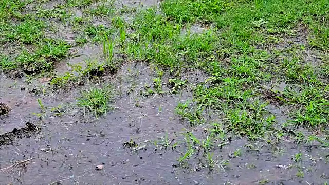 雨点落在绿麦草上的慢动作镜头视频素材