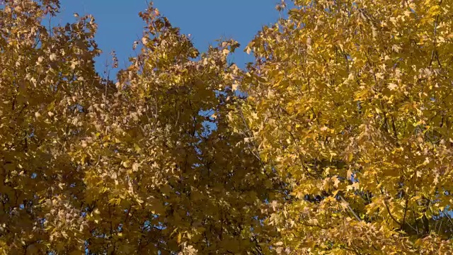 阳光下的秋日枫叶视频素材