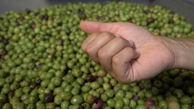 油、橄榄、生产。农夫的手张开，露出一个橄榄色的慢动作视频下载