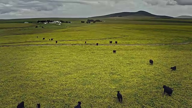 南非开普敦草原上奶牛的航拍视频视频下载