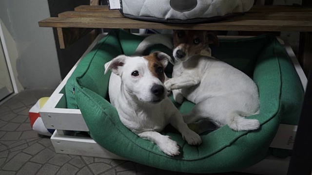 两只狗在篮子里休息视频下载