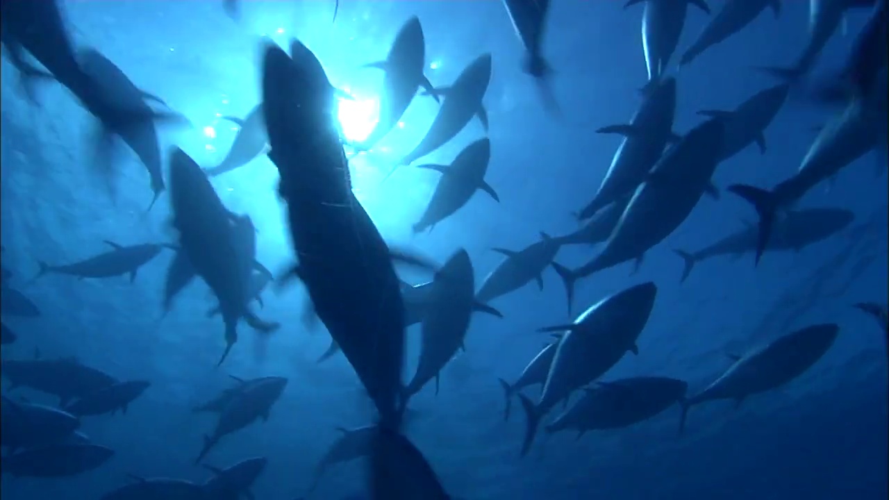 水下视图金枪鱼游泳在地中海视频素材