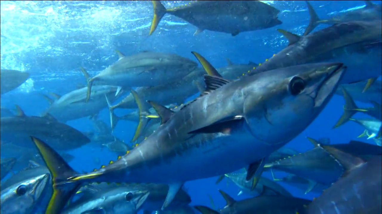 水下视图金枪鱼游泳在地中海视频素材