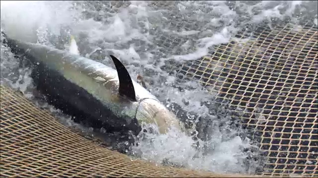在地中海，一条金枪鱼被渔网捕获视频下载