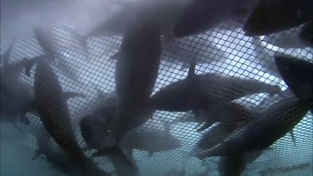 水下视图金枪鱼捕获在地中海的渔网视频下载