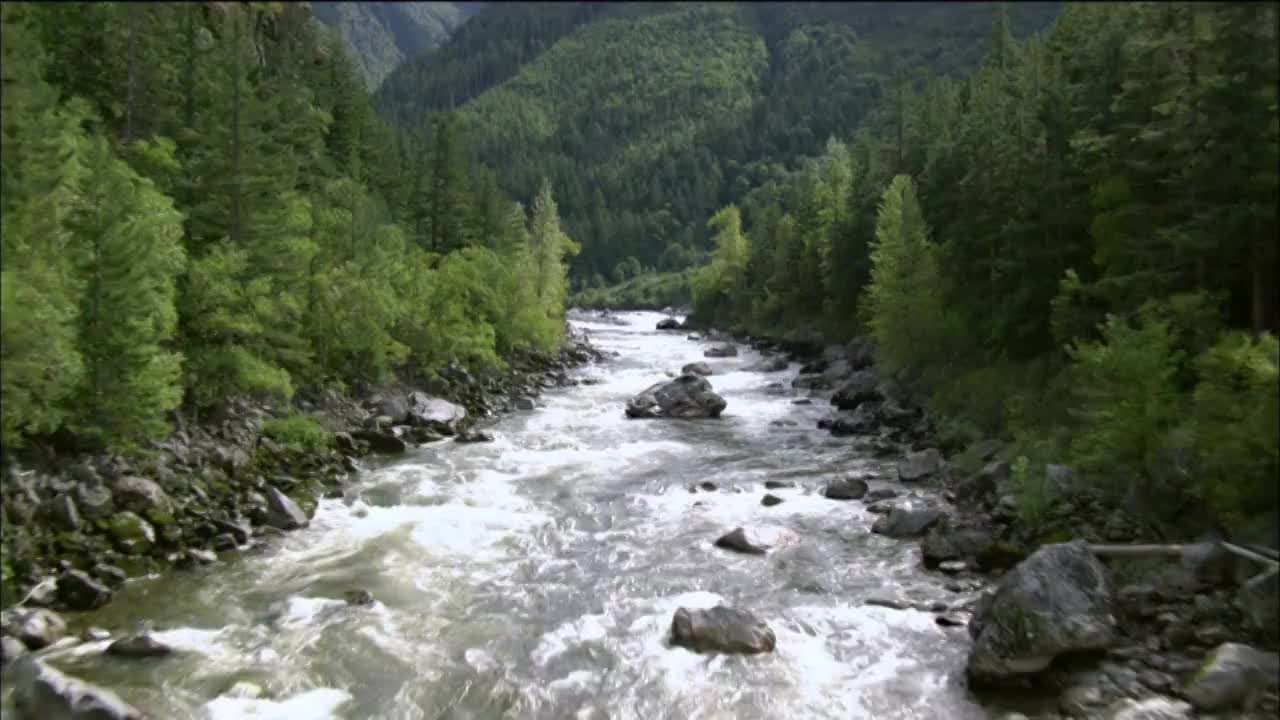 在美国阿拉斯加的针叶林中流动的水流视频下载