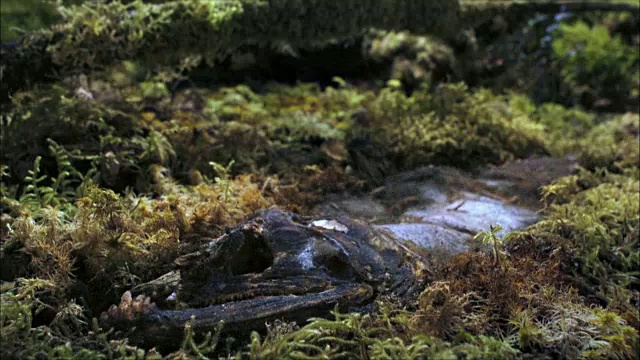 死鲑鱼在森林里腐烂的时间流逝视频下载