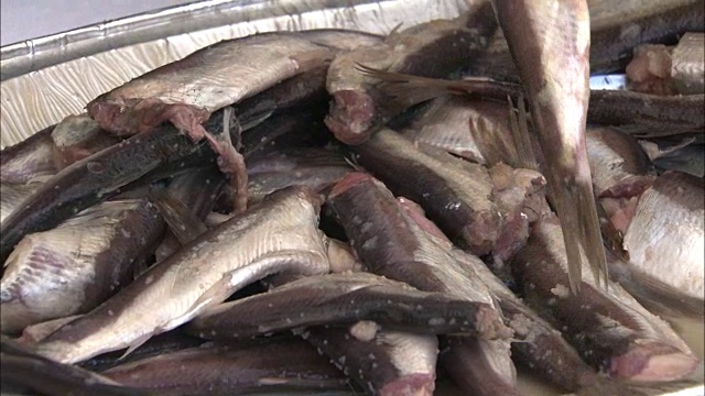 在瑞典斯开普斯马林，用盘子盛着腌鲱鱼视频下载