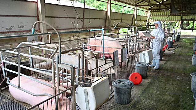 亚洲兽医正在阅读养猪场猪的健康报告视频下载