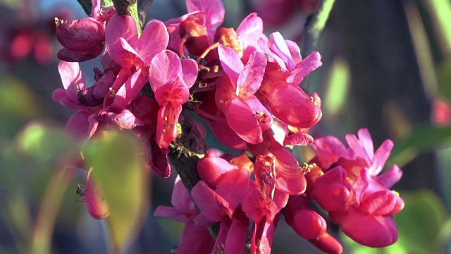 粉嫩盛开的花朵特写视频素材