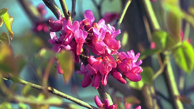 粉嫩盛开的花朵特写视频素材