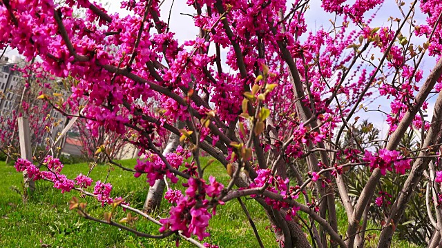 开花的树,春天视频素材
