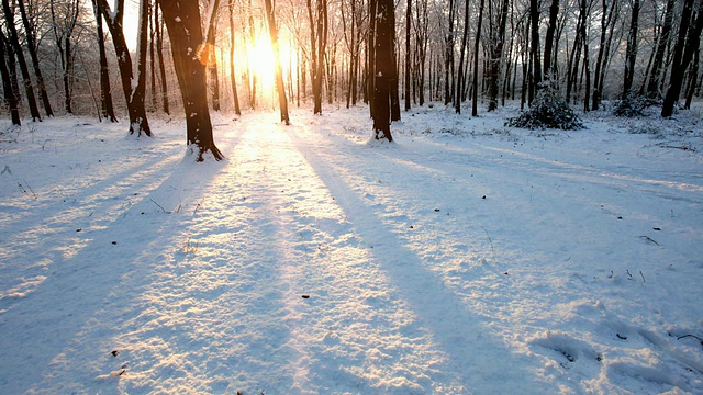 日出和日落的时间流逝在雪域森林视频素材