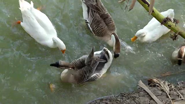 野鹅鸭在池塘里游来游去，吃来吃去。视频素材
