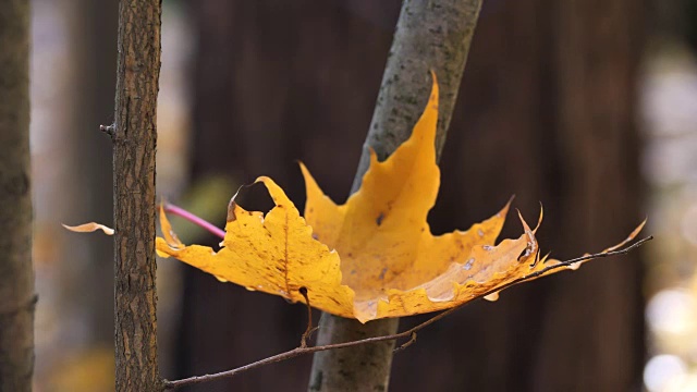 秋林中枝头的黄色枫叶视频素材