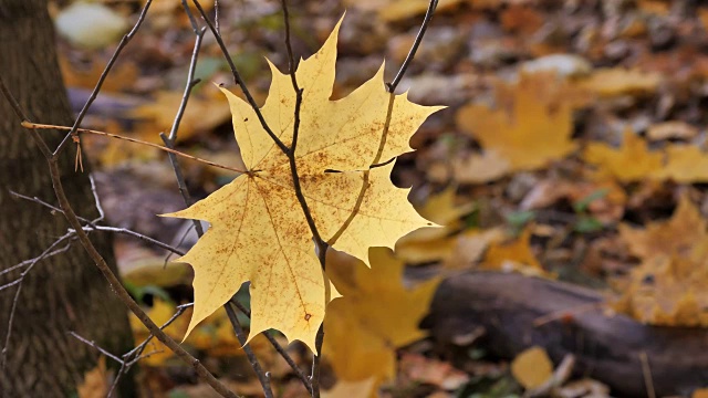 秋天在森林里，枫叶在树枝上。视频素材