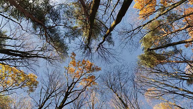 秋风中的森林视频素材