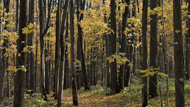 在一个有风的日子里，落叶落在了秋天的森林里。视频素材