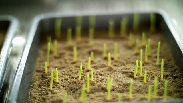 近景，嫩绿的嫩芽在泥土中生根发芽。在实验室里，在小盒子里，在一个特殊的房间里，生长芽，发芽各种谷物的种子，培育作物视频下载