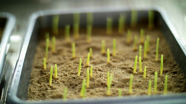 特写，在科学实验室里，在土壤中，在一个特殊的室内小盒子里，转基因的绿色芽。各种谷物种子发芽，育种作物视频下载