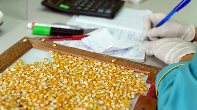 玉米种子的实验室研究。不同品种的样品，选用玉米品种。田间谷物分析与诊断实验室。玉米的种植视频下载