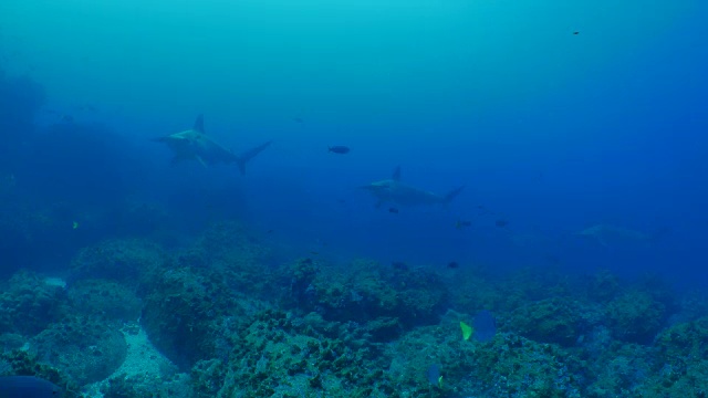 深海暗礁上的一群双髻鲨视频素材