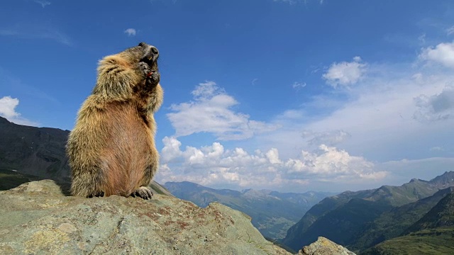 旱獭，旱獭，直立地站在欧洲的阿尔卑斯山上视频素材