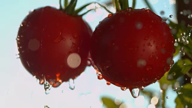 雨点落在红色的番茄上视频素材