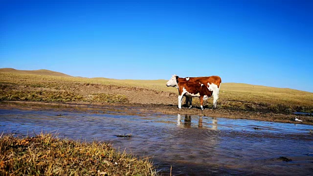 秋天，牛群在草地上吃草视频素材