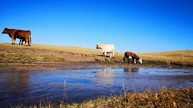 秋天，牛群在草地上吃草视频素材