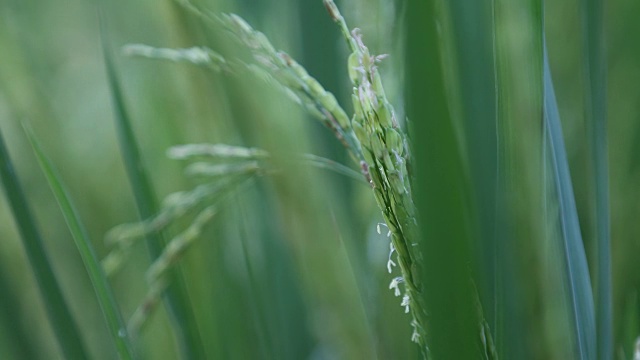 孟加拉国的水稻种植视频素材