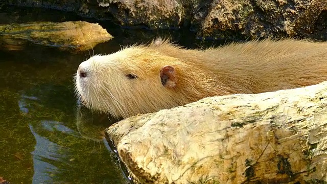 池塘里的海狸鼠视频素材