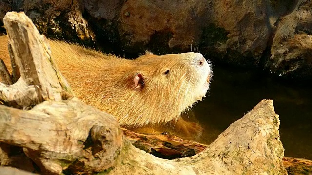 海狸鼠在池塘里休息视频素材