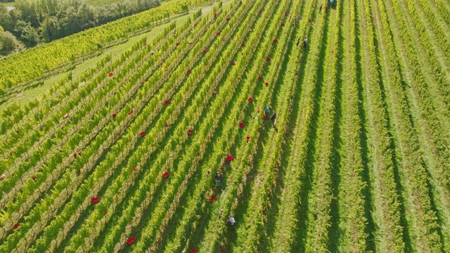 空中采摘葡萄在丘陵葡萄园视频素材