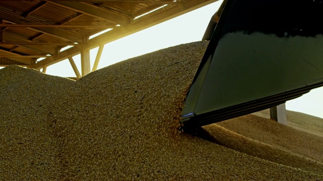 WS装载机挖掘机在仓库中移动玉米视频素材