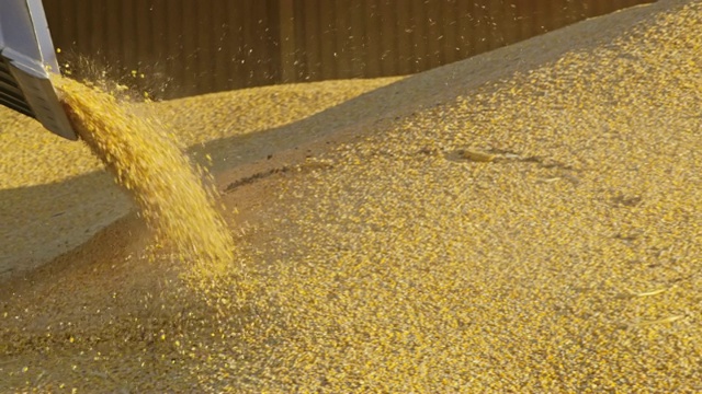LS装载机挖掘机移动玉米作物视频素材