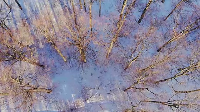 空中，飞翔在冰雪覆盖的雪山森林的荒野上。视频素材