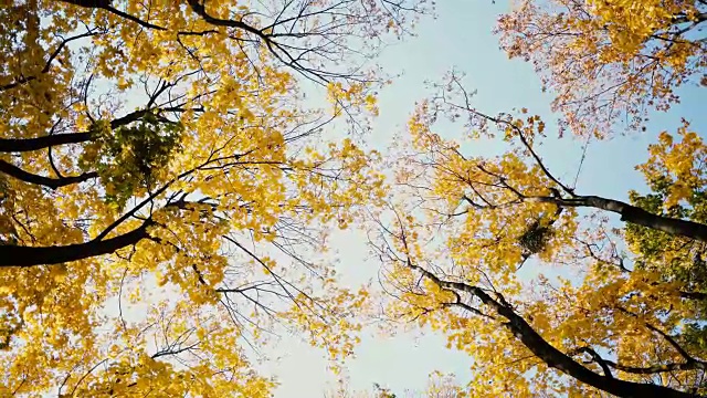 秋天公园里的黄树景色视频素材