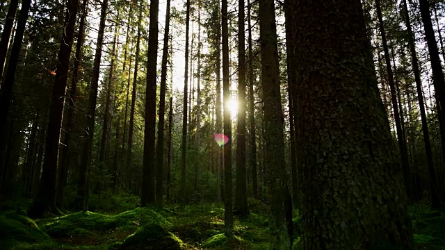 阳光穿过茂密的松林视频素材
