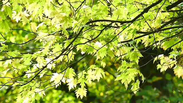 4K秋叶飘落，伦敦海德公园视频素材
