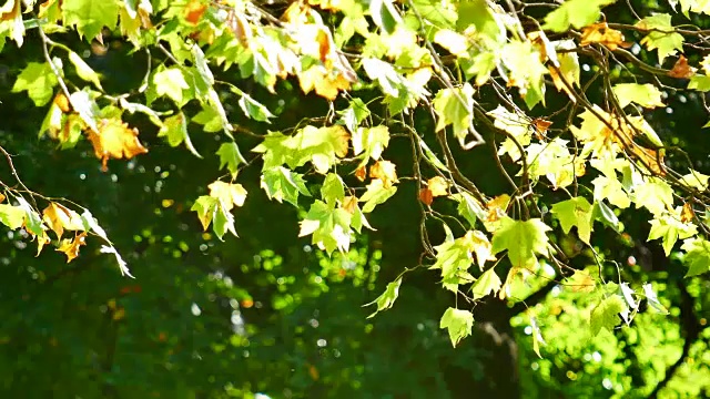 4K秋叶飘落，伦敦海德公园视频素材