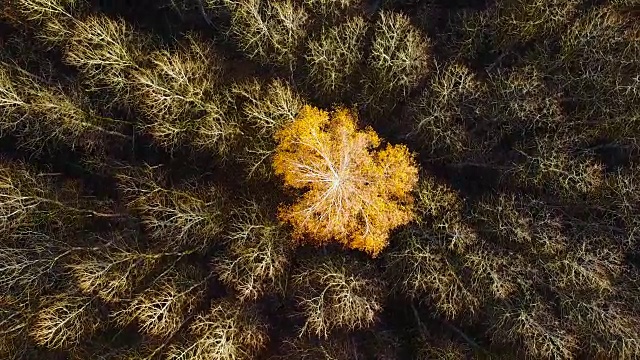 在一片光秃秃的白杨林中，孤独的黄桦树正飞过。神秘的秋天森林。视频下载