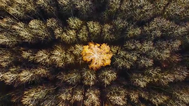 在一片光秃秃的白杨林中，孤独的黄桦树正飞过。神秘的秋天森林。视频下载