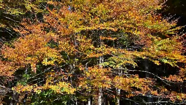 秋风使树叶落了下来视频下载