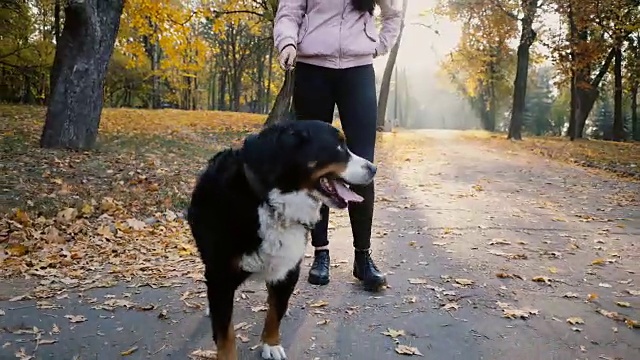 一个女人在秋天的公园遛狗视频素材