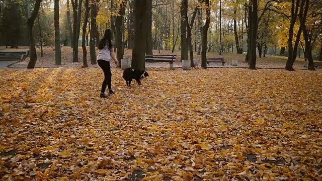 一个女人在秋天的公园遛狗视频素材