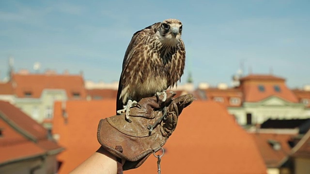 在飞行前，Falco peregrinus和他的主人一起戴着手套，看着他的猎物，准备飞行和攻击。用超慢的动作捕捉。视频素材