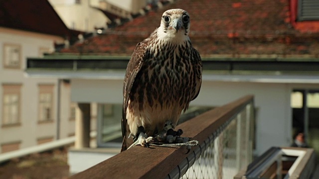 坐着的Falco peregrinus正准备飞行，他详细的相机看起来在超级慢动作捕捉视频素材
