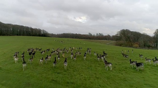 在丹麦，鹿从无人机旁逃跑视频素材